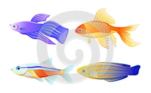 Nautical Fish Specie Color Vector Illustration
