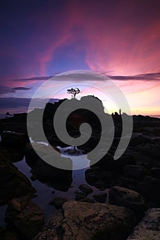 Isolated tree during sunset Labuan Island photo