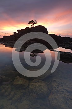 Isolated tree bonsai Nautical Twillight Labuan Island II photo