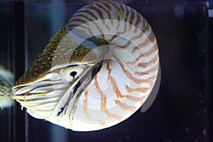 Nautilidae