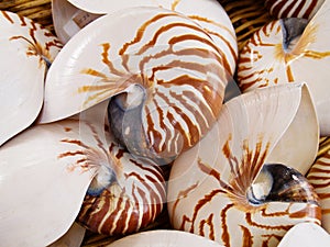 Nautilius shells