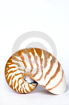 Nautilus photo