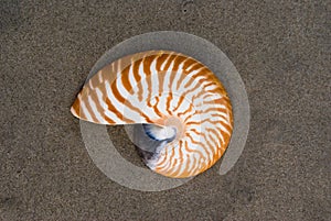 Nautilus photo