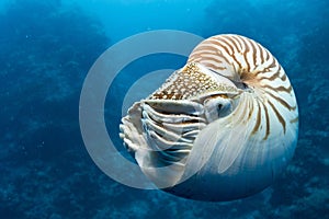 Nautilus