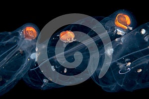 Nautilus Argonaut riding a salp chain.