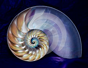 Nautilus BB116548