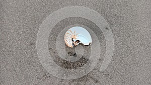 Nautilus and crabhole