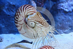 Nautilus with extended tentacles photo