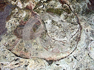 Nautilus fossil photo