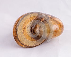 Nautilus specimen fossil in my collection