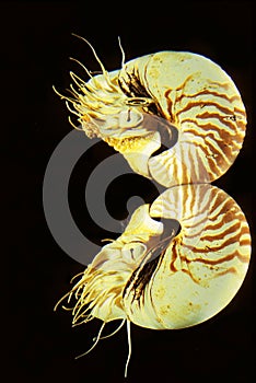 Nautilus, nautilus macromphalus