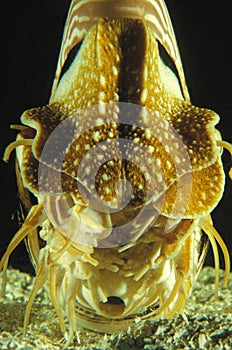 Nautilus, nautilus macromphalus