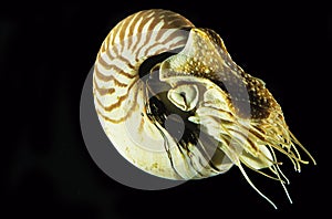 Nautilus, nautilus macromphalus