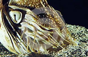 Nautilus, nautilus macromphalus