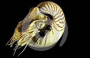 Nautilus, nautilus macromphalus