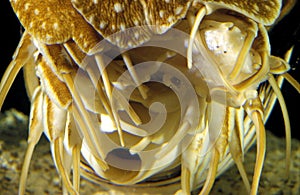 Nautilus, nautilus macromphalus