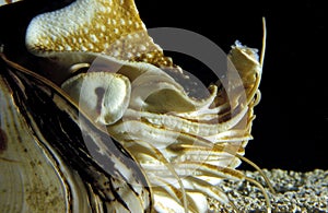 Nautilus, nautilus macromphalus