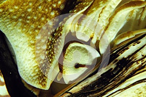 Nautilus, nautilus macromphalus, Close up of Head