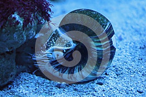 Nautilus Nautilidae