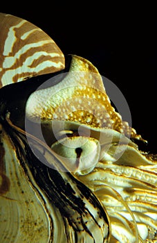 NAUTILE nautilus macromphalus