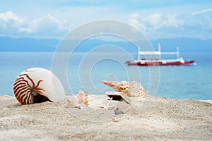 Nautilus and other conches with treasures box on the white sand tropical beach of turquoise philippine sea at sunny day