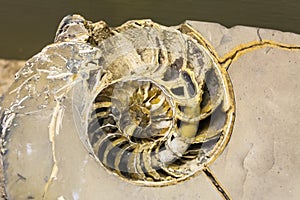 Nautilus, a pelagic marine mollusc of the cephalopod family Nautilidae