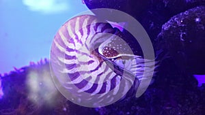 Nautilus, pelagic marine mollusc underwater