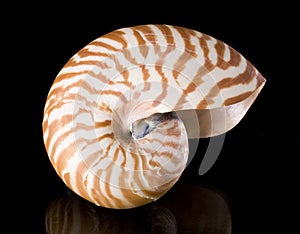 Nautilus pompilius photo