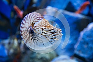 Nautilus pompilius or chambered nautilus, is a cephalopods with