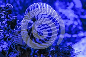 Nautilus Pompilius clam sits on a coral