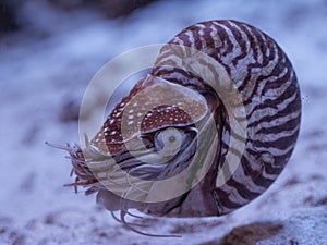 Nautilus pompilius close up in aquarium