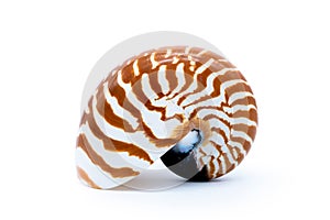 Nautilus pompilius natural seashell side view isolated on white