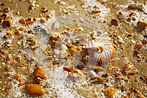 Nautilus pompilius sea shell on pebble beach