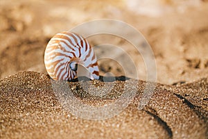 Nautilus pompilius sea shell seashell on black sand beach, Isle