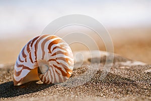 Nautilus pompilius sea shell seashell on black sand beach, Isle