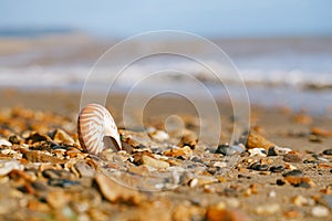 Nautilus pompilius sea shell seashell on black sand beach, Isle