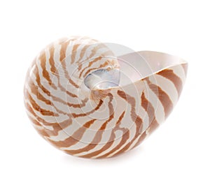 Nautilus pompilius sea shell on white