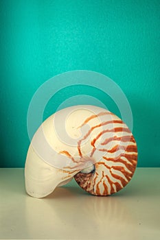 Nautilus, Nautilus pompilius, shell against an aqua blue green background