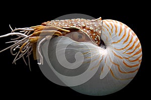 Nautilus pompilus photo