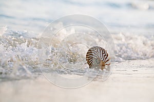 Nautilus sea shell in sea wave