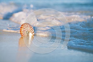 Nautilus sea shell in sea wave