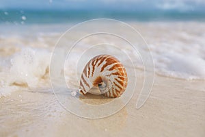 Nautilus sea shell in sea wave