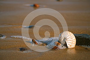 Nautilus sea shell on Atlantic ocean Legzira beach