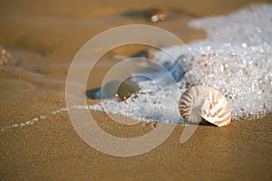 Nautilus sea shell on Atlantic ocean Legzira beach