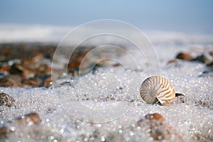 Nautilus sea shell on Atlantic ocean Legzira beach, morocco