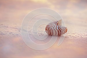 Nautilus sea shell on beach soft sunrise ight