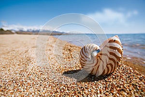 Nautilus sea shell on beach soft sunrise ight
