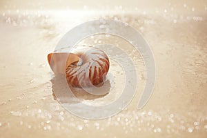 Nautilus sea shell on beach soft sunrise ight