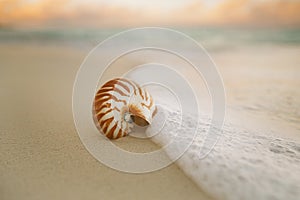 Nautilus sea shell on beach soft sunrise ight