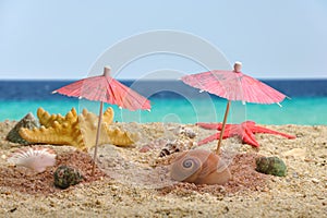 Nautilus sea shell catching shadow